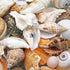 large cream and beige seashell mix